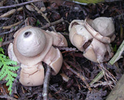 Geastrum triplex, Two actively growing fruiting bodies after the outer rind has split and peeled back to form the pedestal.